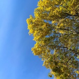 蓝玉