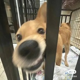 桃不言