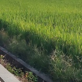 扇过的风