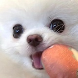 不吃菜吃麦当劳