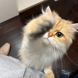 伊布的布