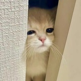 mo