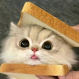 emo版小猫