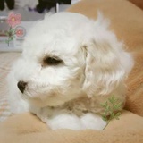 咸蛋瓶子
