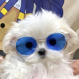小揪揪