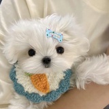 抱歉我不吃香菜