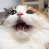 lala
