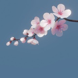 防弹披萨
