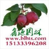鑫源园林-海棠之家