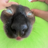 Blueblubll