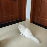 小猫钓乌龟