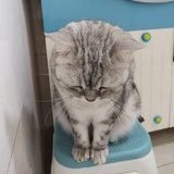 金陵糖丸