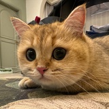 泡芙下午茶