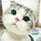 妮妮