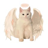 猫猫天使