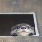 獭祭鱼🐟