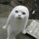 神金呐