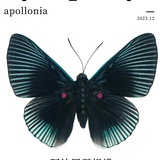 阿波罗琴蚬蝶