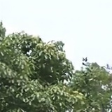 彳亍