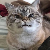 魚