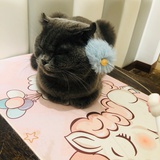 迅科播报