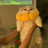 哇咔咔