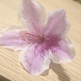 豆豆