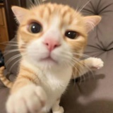 aapeaches
