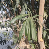 叮当