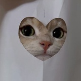 炸毛汪汪