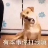 本来就没脑子