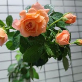 豆友qx8gkx7qVQ