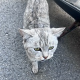 猫尔济斯^ ^