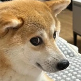 二十三桥明月