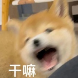 你猜