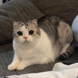认真毕业小猫咪