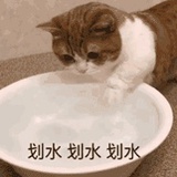 划水划水划水