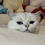 不听不听