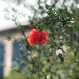 SN