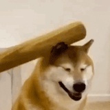 我爱折耳根