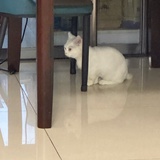 紫