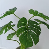 墨菲城