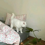 妮蔻