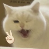 不知名豆友