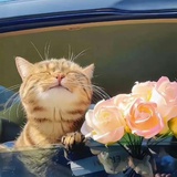🐱好🌸堪笑