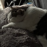 蓝色跳跳猫