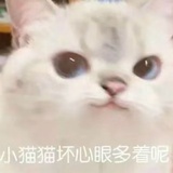 不是小猫咪
