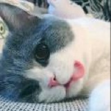 小恒呼呼