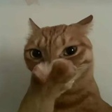 动动尼花生世界