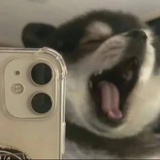 头像本人